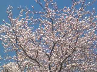 sakura2014-1.jpg
